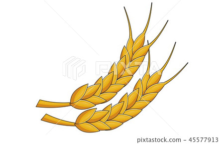 Ears of Wheat Vector Ears of Wheat Vector 45577913