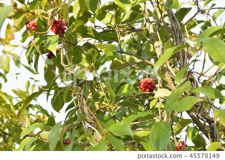 Sanekazura水果 45578149