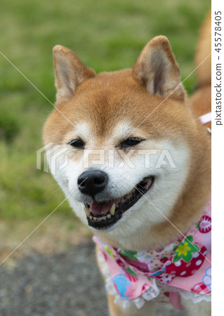 Smile Shiba Inu 45578405