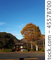 Autumn leaves 45578700