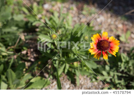 Orange and yellow flowers 45578794