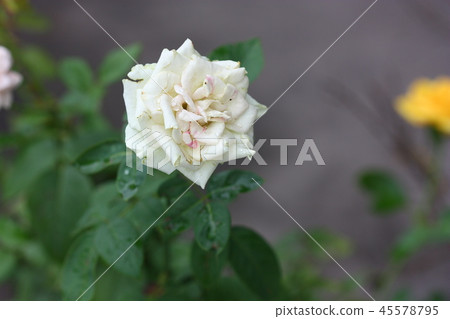 flower in street view flower in street view 45578795