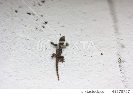 lizard on the white wall lizard on the white wall 45578797
