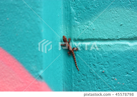 lizard on the blue wall 45578798
