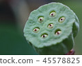 lotus seed macro shot 45578825