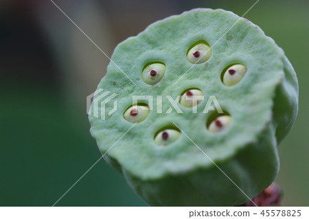 lotus seed macro shot lotus seed macro shot 45578825