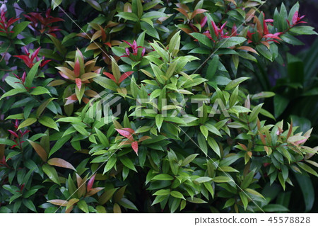 green plant macro shot 45578828