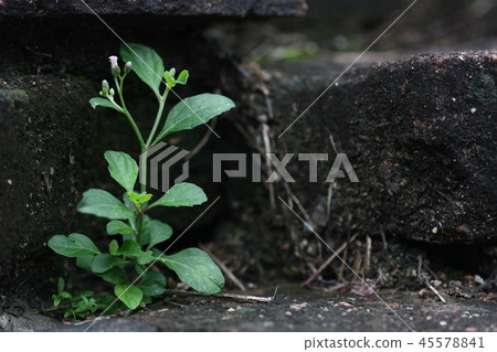 green plant macro shot 45578841