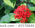 macro view of red spike flower green background 45578846