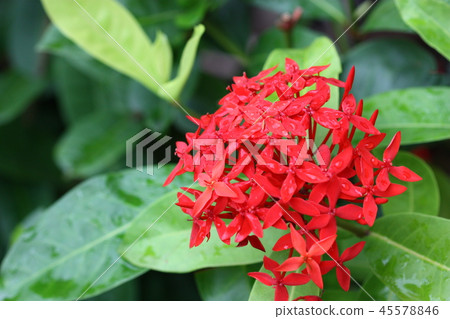 macro view of red spike flower green background 45578846
