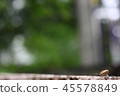 snail on wall blur background of green tree 45578849