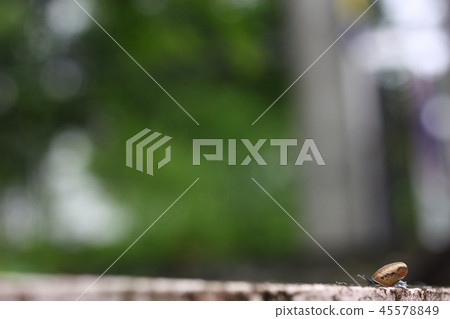 snail on wall blur background of green tree 45578849