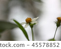 white yellow flower grass on blur background 45578852