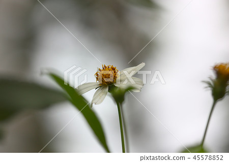 white yellow flower grass on blur background 45578852