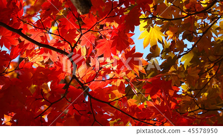 Maple and autumn Fukuman Kokuzoson Enzoji Temple (Yanazu Town, Fukushima Prefecture) 45578950