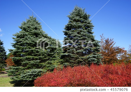 Early autumn Shii Ohashi community park Early autumn Shii Ohashi community park 45579076