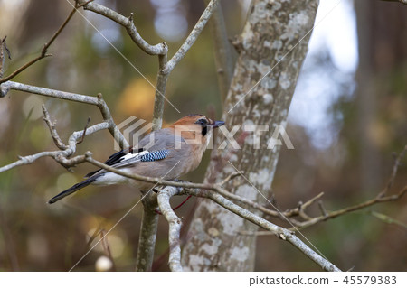 Miyamakakesu Miyamakakesu 45579383