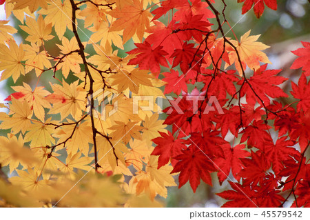 Dotsu Shrine in autumn (Fukushima Prefecture, Inawashiro Town) Dotsu Shrine in autumn (Fukushima Prefecture, Inawashiro Town) 45579542