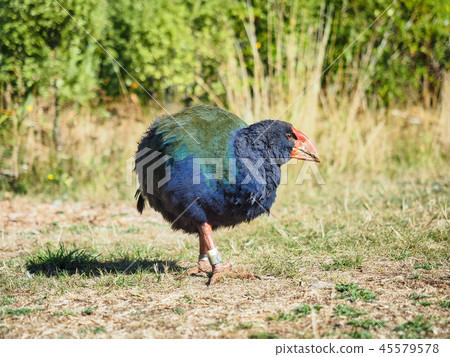 A Takahe bird, the endangered specie 45579578