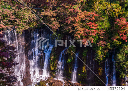 [Shizuoka Prefecture] Shiraitonotaki Rainbow and autumn leaves 45579604