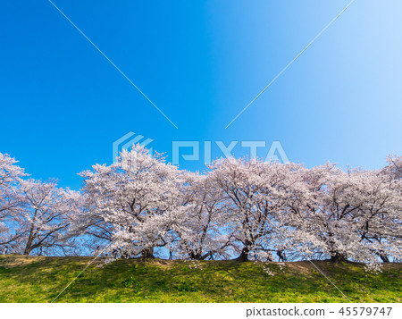 Cherry blossoms of Yawata's back dike 45579747