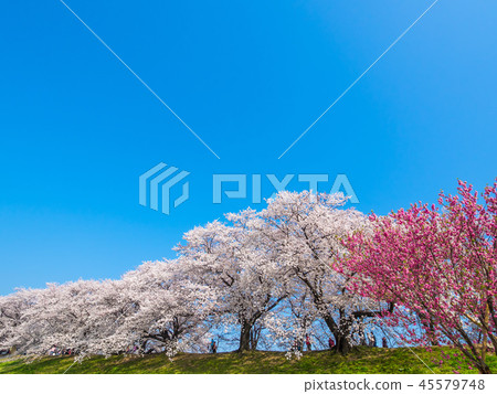 Cherry blossoms of Yawata's back dike 45579748