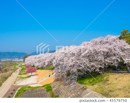 Cherry blossoms of Yawata's back dike 45579750