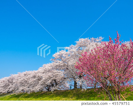 Cherry blossoms of Yawata's back dike Cherry blossoms of Yawata's back dike 45579751