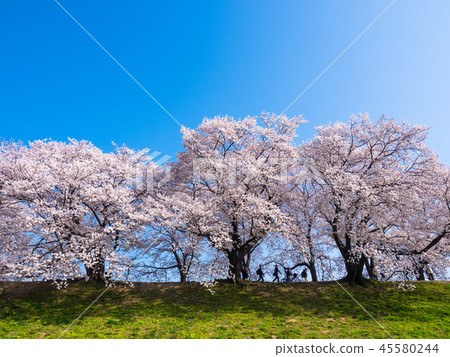 Cherry blossoms of Yawata's back dike Cherry blossoms of Yawata's back dike 45580244