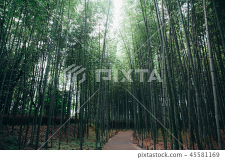 Bamboo forest walkway with film vintage style Bamboo forest walkway with film vintage style 45581169