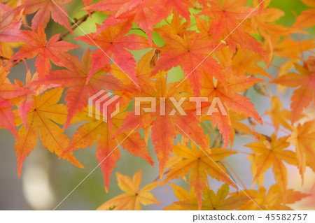 In Momiji-8 In Momiji-8 45582757