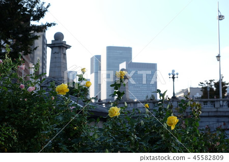 Landscape of Nakanoshima Park with roses Landscape of Nakanoshima Park with roses 45582809