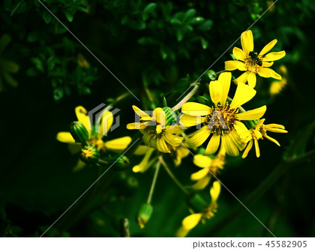 Tsuwa-buki花 45582905