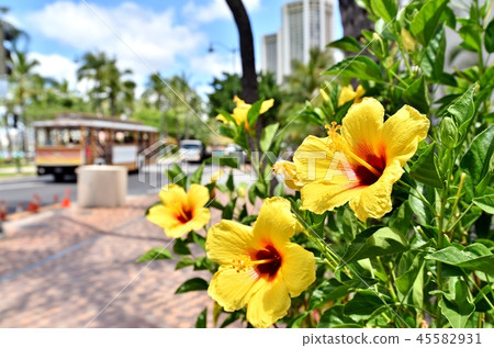 Holidays in Hawaii 45582931