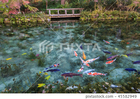 無名池塘莫奈岐阜縣的共同名池塘 無名池塘莫奈岐阜縣的共同名池塘 45582949