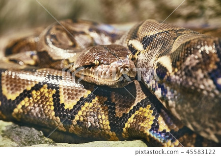Reticulated python curled up Reticulated python curled up 45583122