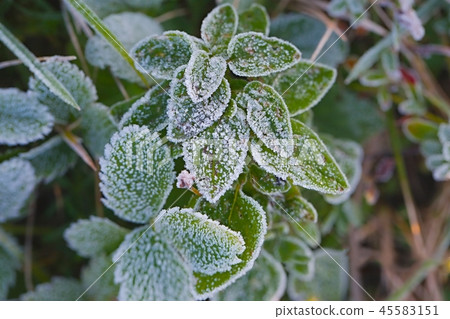 Frozen leaves with frost Frozen leaves with frost 45583151