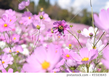 熊和宇宙 45583643