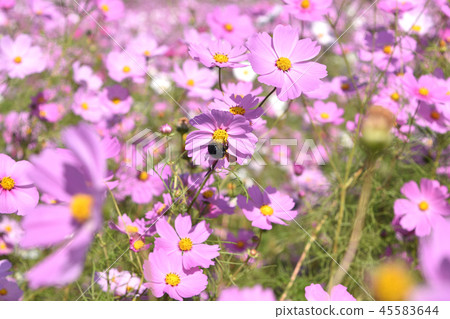 熊和宇宙 45583644