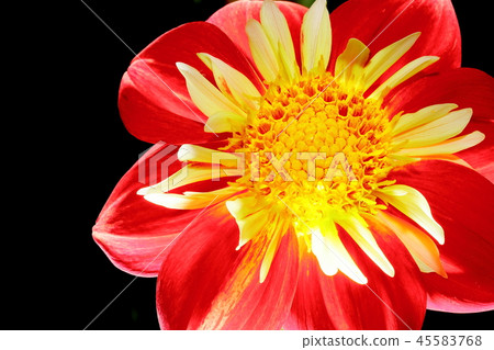 大麗花_娜娜 45583768