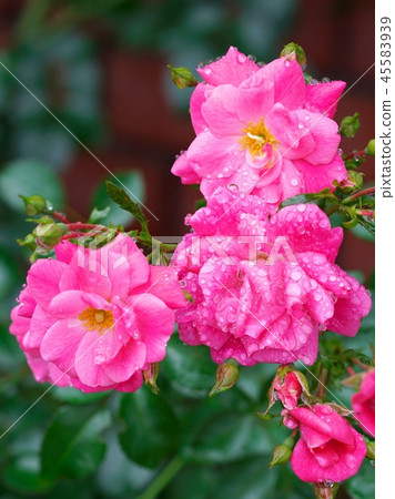 盛開的玫瑰園 45583939