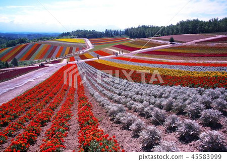 Beautiful Shikisai no Oka 45583999