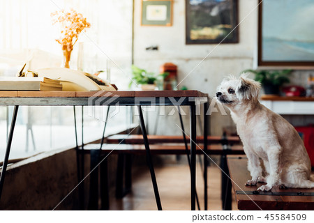 Dog sitting in cafe looking at something 45584509
