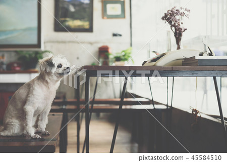 Dog sitting in cafe looking at something Dog sitting in cafe looking at something 45584510