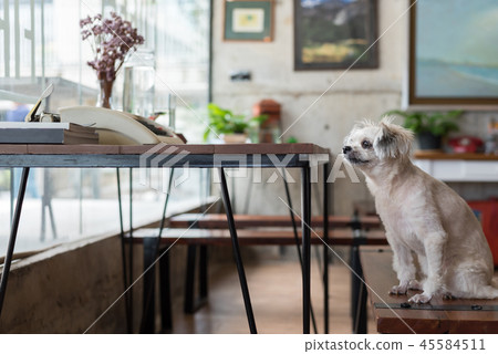 Dog sitting in cafe looking at something Dog sitting in cafe looking at something 45584511