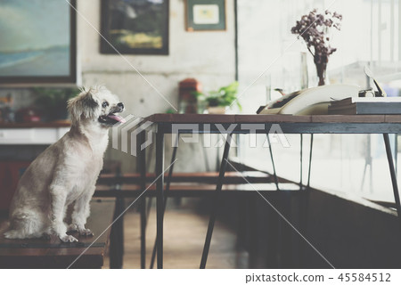 Dog sitting in cafe looking at something Dog sitting in cafe looking at something 45584512