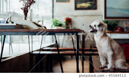 Dog sitting in cafe looking at something Dog sitting in cafe looking at something 45584513