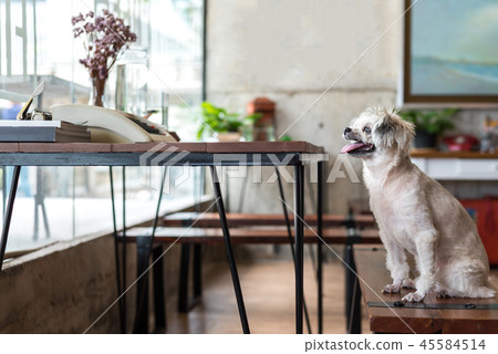Dog sitting in cafe looking at something Dog sitting in cafe looking at something 45584514