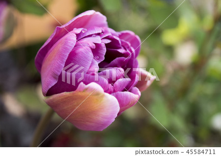 鬱金香藍鑽石 45584711