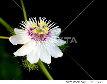Close up a Passiflora foetida L. flower on black b Close up a Passiflora foetida L. flower on black b 45585333